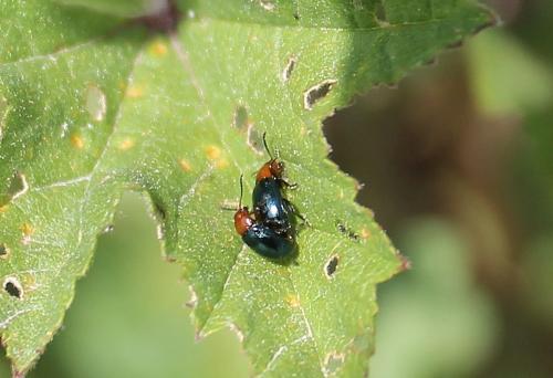 Réf. 206 472 : Podagrica sp.